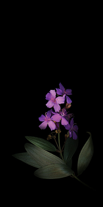 Flowers, magenta, petal HD phone wallpaper