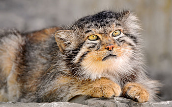 Animals, To Lie Down, Lie, Muzzle, Pallas' Cat, Manul, Fur HD wallpaper