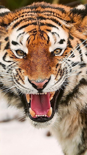 Tiger , Roaring Face HD phone wallpaper