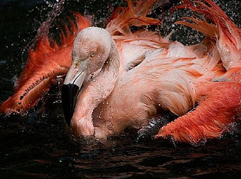 Taking a Bath, pink, flamingo, splash, red, beautiful, colourful, lovely, water HD wallpaper