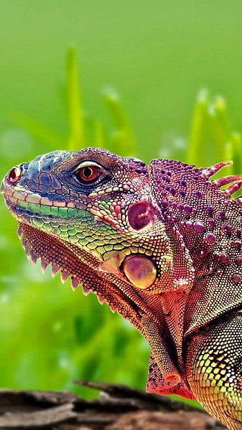 Iguana , Vibrant colors, Detailed pattern, Reptile artwork HD phone wallpaper