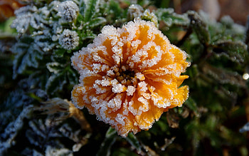 Nature, Autumn, Flower, Frost, Hoarfrost, Cold HD wallpaper