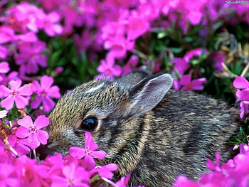 Animals, Rabbits HD wallpaper