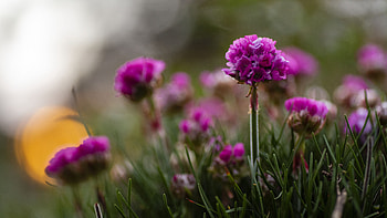 Dark Purple Armeria Flowers Plants Bushes Grass Blur Background Flowers HD wallpaper