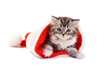 Animals, Cats HD wallpaper