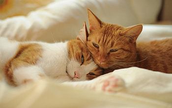 Animals, Cats HD wallpaper