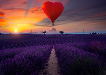Lavender-Field, Field, Nature, sunset, Lavender HD wallpaper