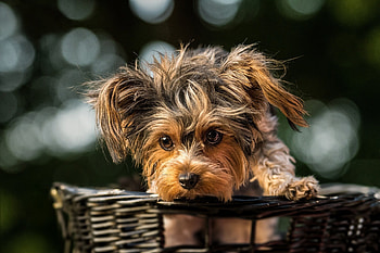 Basket, Yorkshire Terrier HD wallpaper