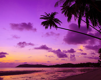 Purple Palm Tree, trees, palm, nature, purple HD wallpaper