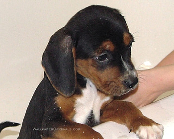 Sleepy Pup, baby animals, wolves, dogs, beagles, puppies, tired animals HD wallpaper