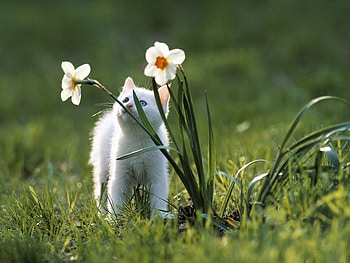 Cat in garden, sweet, kitten, flower, garde, cat, grass, feline HD wallpaper