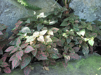 Flowers plant, plant, grey, graphy, green, Flowers, rocks HD wallpaper