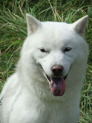 Hokkaido Dog, Lots of dogs, Japanese dog breeds, Canine companions HD phone wallpaper