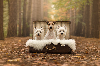 Cute Dogs, Suitcase, Forest, Cute, Dogs HD wallpaper