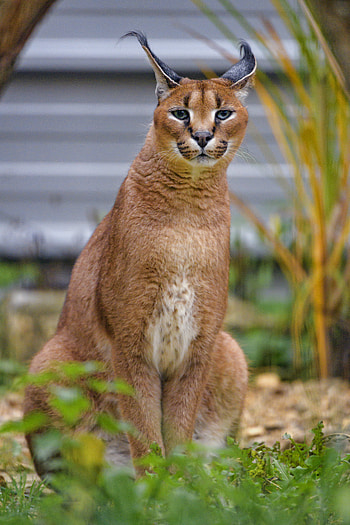 Animals, Predator, Big Cat, Animal, Wild, Caracal HD phone wallpaper
