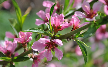 Spring, Nature, Peaches, Wood, Tree, Bloom, Flowering, Branch HD wallpaper