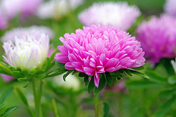 Flower, autumn, pink, green HD wallpaper