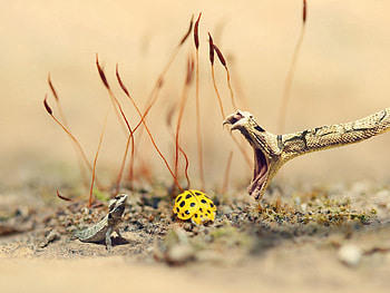 Animals, Grass, Sand, Lizard, Snake, Ladybug, Ladybird HD wallpaper