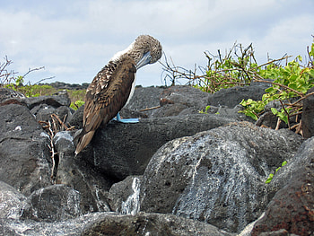 Blue footed booby , Booby bird HD wallpaper