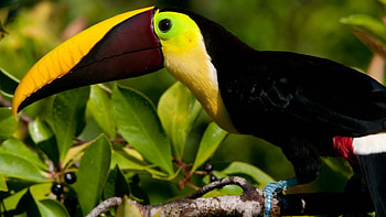 tropical toucan, branch, leaf, toucan, bird HD wallpaper