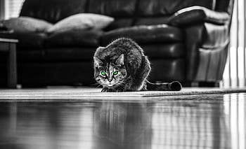 Animals, Cat, Bw, Chb, Green Eyed, Green-Eyed HD wallpaper