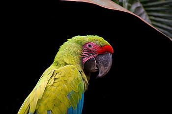 Parrot, adorable, bird, close up HD wallpaper
