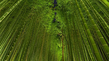 Green bamboo , Vibrant nature, Refreshing color, Serene background HD wallpaper