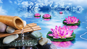 Pink Waterlilies, flowers, digital, water, blossoms HD wallpaper