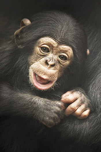 Monkeys, Gorillas, Primate wonders, Animal graphs HD phone wallpaper