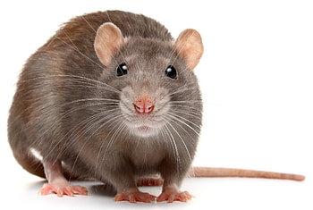 RefSeq Annotation News, Rat Genome Research, Genomic Discoveries, Exciting Advances HD wallpaper