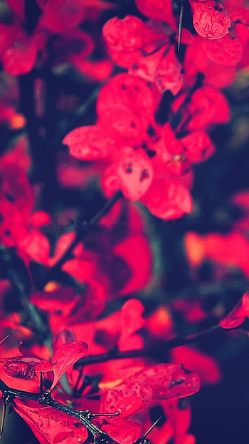 Best I , Red Leaves, Nature HD phone wallpaper