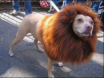 Lion-Dog, dog, , cool, funny, lion HD wallpaper