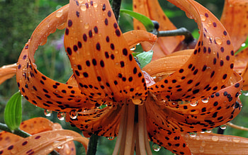 Tiger Lilly, lilly, flowers, orange, lillies, spotted HD wallpaper