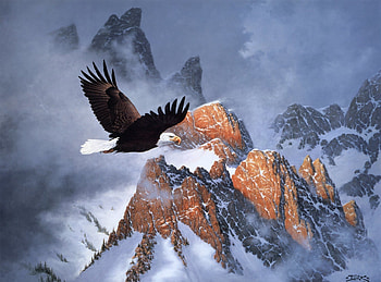 Eagle, Winter, Rocks, Snow HD wallpaper