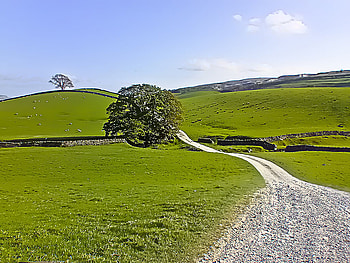 Country road, blue, beautiful, country, tree, silence, background, green, fields, clouds, road, nature, sky, places HD wallpaper