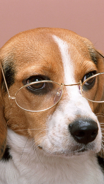 Beagle, Dog colored background, Puppy snout, Glasses beagle HD phone wallpaper