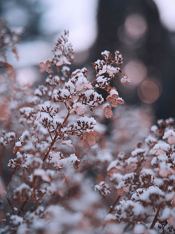 Flowers, Snow, Plant, Macro, Branches HD phone wallpaper