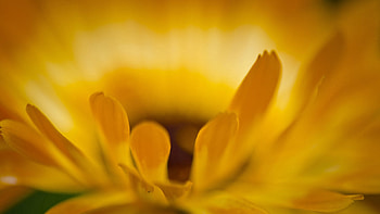 Flower, Macro, Petals HD wallpaper