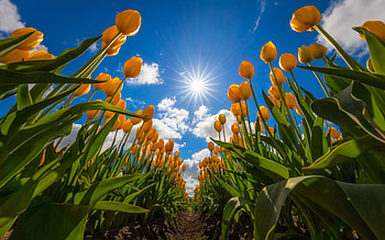 Spring Flowers, sun, tulips, field, blossoms, sky HD wallpaper