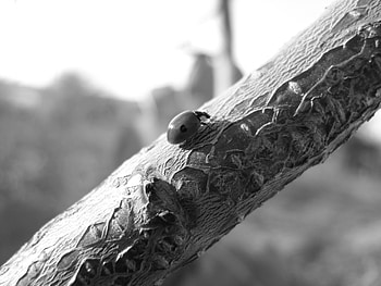branch, black, black and white, autumn, beauty, tree HD wallpaper