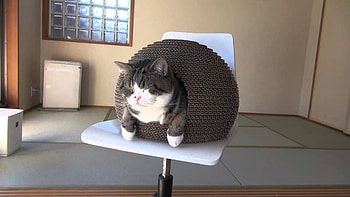 Cat house, Maru (Cat) HD wallpaper