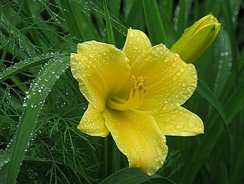 Plants, Flowers HD wallpaper