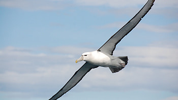 albatross , Pristine bird ry, Nature's beauty, Remarkable avian grace HD wallpaper