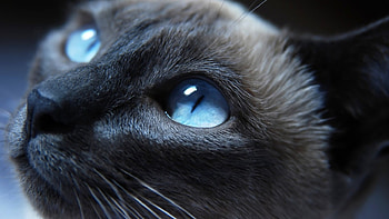 Cat eyes closeup, animal, graphy, eyes, cat, macro HD wallpaper