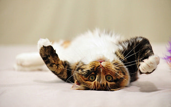 Cat, Animals, Lie, To Lie Down, Spotted, Spotty, Nice, Sweetheart, Playful, Paws HD wallpaper