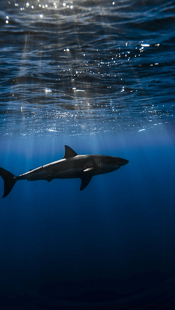 Shark underwater, ultra HD phone wallpaper