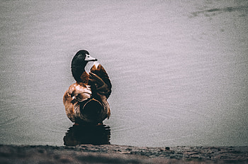 Animals, Lake, Bird, Duck HD wallpaper