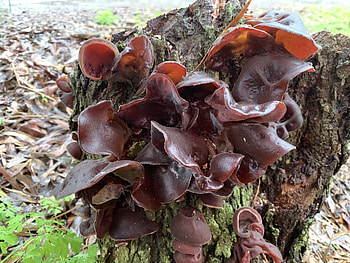 Wood Ear fungi, Auricularia genus, Inaturalist NZ, Food HD wallpaper