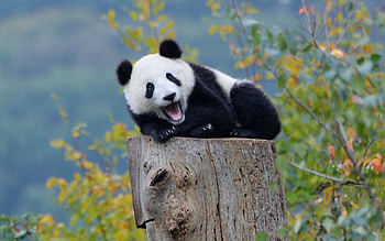 Cute Panda , Full , Best HD wallpaper