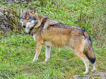Animals, Brown, Predator, Wolf, Wildlife, Animal HD wallpaper